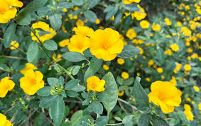 Image result for Reinwardtia indica