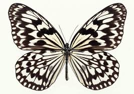 butterflay liblikad おしゃれまとめの人気アイデア pinterest ok to dream 蝶 蝶々 デザイン