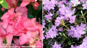 The dwarf compact size allows for growing in containers or in small gardens where regular butterfly bush are just too large. 20 Small Or Dwarf Flowering Shrubs With Pictures And Names