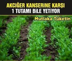 Akciger Kanserine Karsi 1 Tutam Bile Yetiyor Bazi Bitkilerin Kansere Faydasini Bilmeyen Yoktur Elbette Ama Bazi Bitki Herbal Medicine Healthy Happy Life Herbs