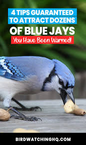 Birds That Start With Blue Attract Blue Jays With These 4 Simple Strategies 2020 Bird Watching Hq Bird Feeding Station Backyard Birds Backyard Birds Watching
