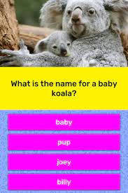 Dec 05, 2020 · koala trivia. What Is The Name For A Baby Koala Trivia Questions Quizzclub