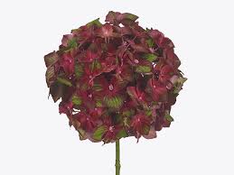 Image result for Hydrangea macrophylla bela obrázek
