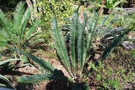 Image result for Encephalartos schmitzii