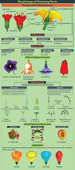 Maybe you would like to learn more about one of these? The Flower Flower Bouquet Parts Functions Classification Of Flowers