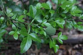Image result for Citrus trifoliata