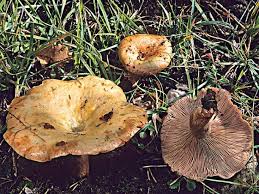 Un Champignon De Saison Le Lactaire Sanguin Champignons Farcis Champignon Comestible Reconnaitre Les Champignons
