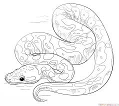 How To Draw A Ball Python Step By Step Drawing Tutorials Snake Drawing Drawing Tutorial Snake Art