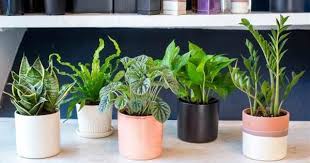 They are fairly fussy plants that don't like change. 28 Best Air Purifying Plants For Indoor Outdoor Classified To Nasa Top 10 Plants Nurserylive Wikipedia