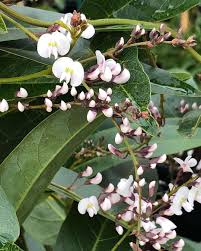 pin auf outdoor spaces pools and plants