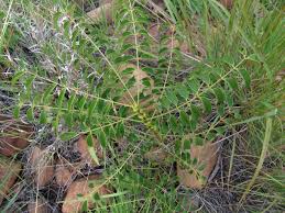 Image result for Senna petersiana