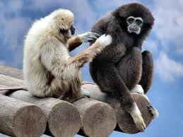 Order Primates In Class Mammalia Includes Family Hominidae Across Their Engire Genome Humans Chimpanzees Funny Monkey Pictures Animal Pictures Animals
