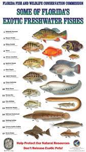 Freshwater Fish Florida Fish Fish Freshwater Fish