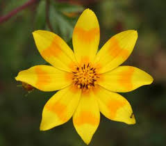 Image result for Phyllanthus pseudoniruri