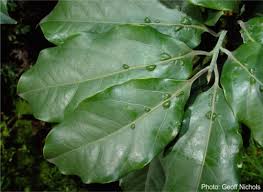 Image result for Ocotea