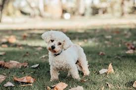 Get the details on what these agreements include and how to set them up. Programs And Events Animal Rescue Foundation Tulsa Oklahoma
