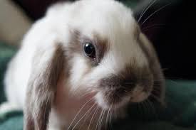 L Alimentation Du Lapin Belier