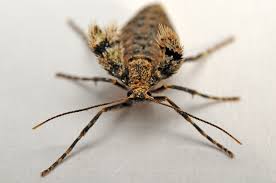 Image result for Operophtera fagata