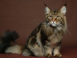 British longhair smoke soft tigers cute baby animals kittens. Transhu Long Haired Tiger Striped Cat