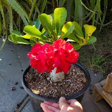 Image result for Adenium