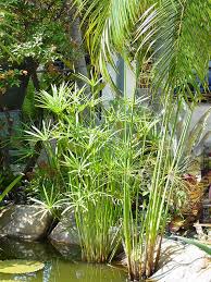 Image result for Cyperus sp.no.6