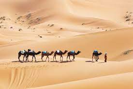 Desert camel ride in marrakech excellent value for money in the palm grove we if one goes near the desert, one will want to ride a camel. End Huge Obstacles To Student Mobility Within Mena Summit Told Times Higher Education The