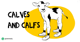 Is It Calfs Or Calves Grammarly