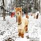 Christmas with the Alpacas - Rolling Oak Alpaca Ranch, 1335 Hall Church Rd Event Image