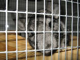 Any animal cage will lay out each piece and measure the size of cage you need. Chinchilla Cage Accessories Exotic Animal Supplies