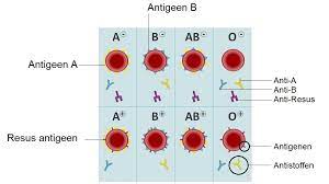 Bloedgroepen En Resusfactoren En Antigenen