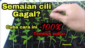 Disini anda bisa mengetahui tentang keunggulan dan cara tanam bibit padi kabir 07 yang termasuk jenis bibit padi unggul terbaik. Tanam Cili Cara Semai Biji Cili Cabe Anti Gagal How To Sow Chili Seeds Youtube