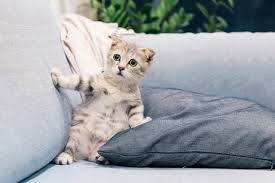 There are not many classical medical studies that explore the effects of cbd oil in cats, says dr. Cbd Oil For Cats All You Need To Know Hemppedia