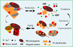 Maybe you would like to learn more about one of these? Heavy Metal Behaviour At Mineral Organo Interfaces Mechanisms Modelling And Influence Factors Sciencedirect