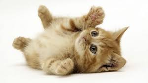 Hd Katten Achtergronden En Foto S Schattige Dieren Baby Dieren Dieren