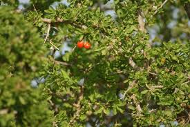 Image result for Cadaba aphylla