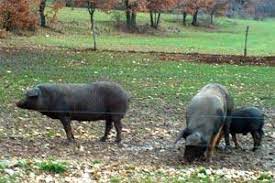Devi farti raccontare come vengono allevati i maiali allo stato brado. Allevamento Del Maiale Allo Stato Brado