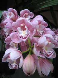 Cymbidium Ruby Sarah Gemstone Amazing Flowers Beautiful Orchids Orchid Flower