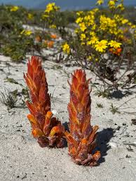 Image result for Harveya