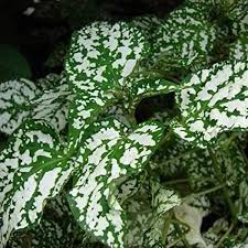 Image result for Hypoestes cancellata