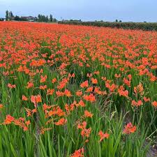 Image result for Crocosmia