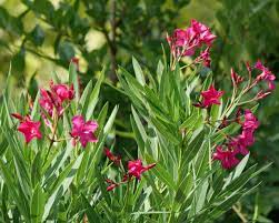 Oleander Is A Beautiful But Poisonous Shrub Hgtv