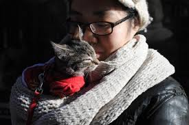 Call us today to learn more about adopting one of our lovable cats or dogs! Whiskers In Wonderland Holiday Adoption Fair Comes To Union Square Union Square New York Dnainfo