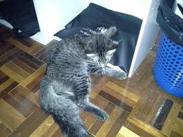 Jangan khawatir, cek obat sakit perut pilihan obat sakit perut sesuai penyebab. Ubat Sakit Perut Kucing Perubatan E