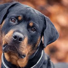 Rottweiler puppies for sale in texas, tx from an experienced, trustworthy, award winning breeder. Rottweiler Aus Albaching Beisst Dreimal Zu Nun Muss Er Weg Region Wasserburg