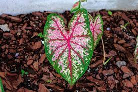 Learn How To Grow Caladium As A Houseplant Plants With Colorful Leaves House Plants Caladium