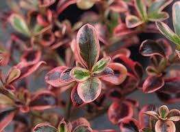 Image result for Coprosma