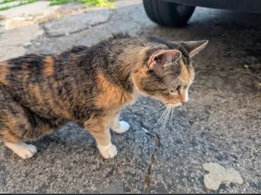 Found Cat** This friend was found on 07/10/26 in the area of Henrietta, NY. According to the finder they are an 18 year old female calico cat. The finders have had her