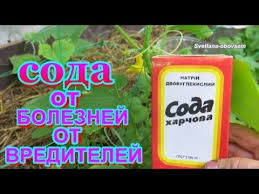 Нина к записи рассада огурцов вытянулась на окне, что делать и как исправить Soda Pishevaya Super Udobrenie Dlya Ogurcov Tomatov I Dr Ot Vreditelej Ot Muchnistoj Rosy Youtube Organicheskoe Sadovodstvo Sadovodstvo Sad