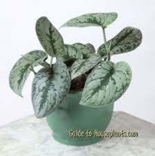 #scindapsussilversplash can't believe i finally got my very first scindapsus silver splash (or satin pothos). Satin Pothos Care Tips Scindapsus Pictus Argyraeus