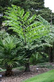 Caryota Obtusa Wikipedia